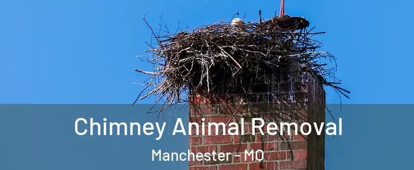  Chimney Animal Removal Manchester - MO